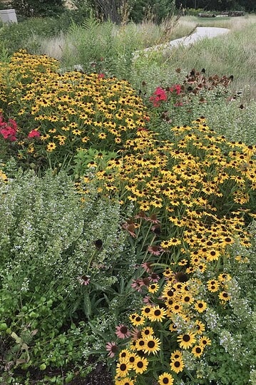 Bright yellow black-eyed Susan flowers and vibrant pink blooms in a lush garden landscape.